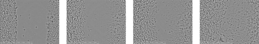 zenCELL owl continuous migration monitoring timelapse strip
