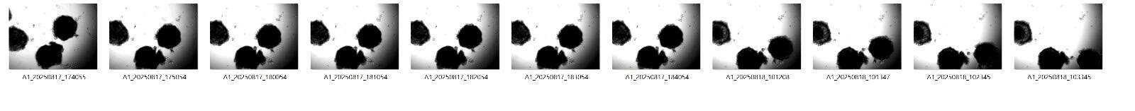 Koala oocyte timelapse series — zenCELL owl IVF embryo monitoring, 10 minute intervals over 16 hours